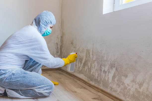 Licensed Mold Cleanup service in Sumner, IL - WQB Mold Removal