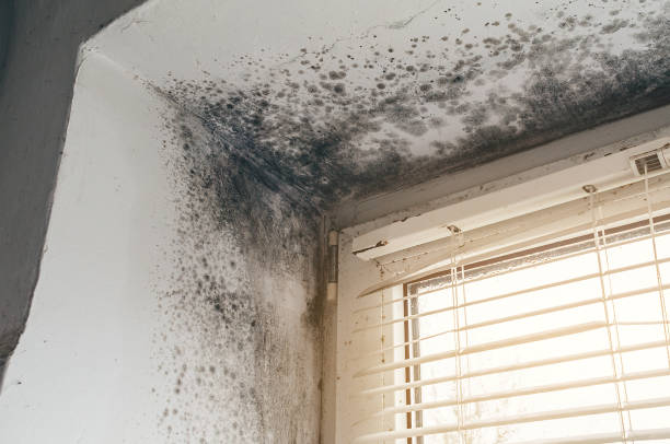 Affordable Mold Cleanup solutions in Sumner, IL